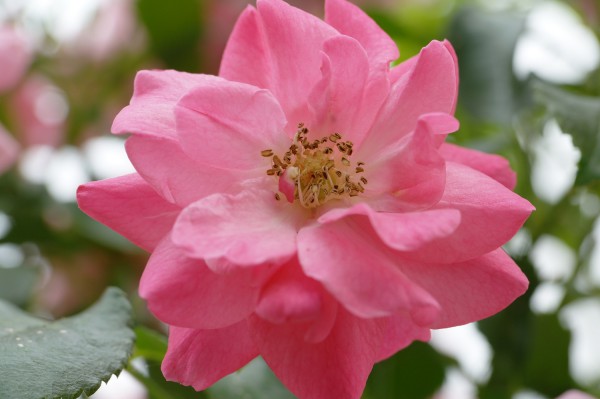 Bodendeckerrose 'Mirato'® ADR-Rose - Rosa (C10, Sta, 90-110cm Höhe inkl. Kulturtopf)