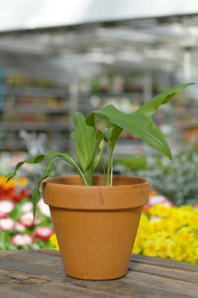 Bärlauch - Allium ursinum (14cm Topf, 20-40cm Höhe inkl. Kulturtopf)