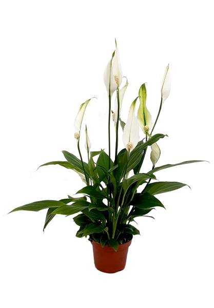Friedenslilie weiß - Spathiphyllum (9cm Topf)