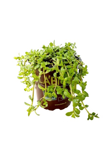 LA'BIO! Gedächtnispflanze - Bacopa monniera 'Bramhi' (13cm Topf)