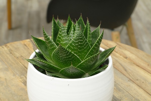 Aloe 'Cosmo'® - Aloe aristata (13cm Topf, 20-25cm Höhe inkl. Kulturtopf)