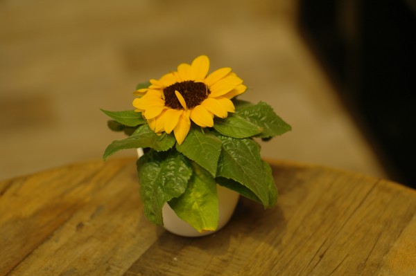 Sonnenblume - Helianthus annuus (Minipflanze, 6cm T.)