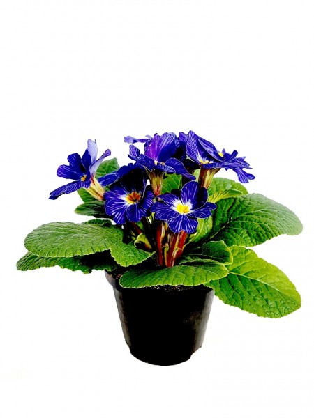 Primel 'Elcora Blue' (Stängellose Schlüsselblume) - Primula vulgaris (10cm Topf)