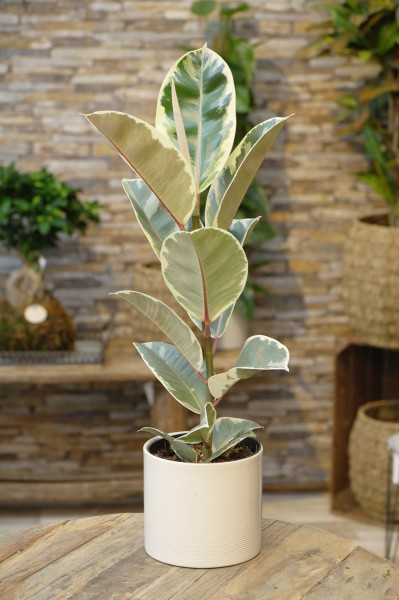 Gummibaum 'Tineke' - Ficus elastica (14cm Topf, 30-50cm Höhe inkl. Kulturtopf)