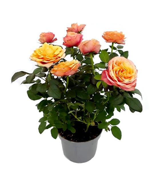 Topfrose 'Grande Firebird' orange - Rosa Kordana® (11cm Topf, 30-40cm Höhe inkl. Kulturtopf)