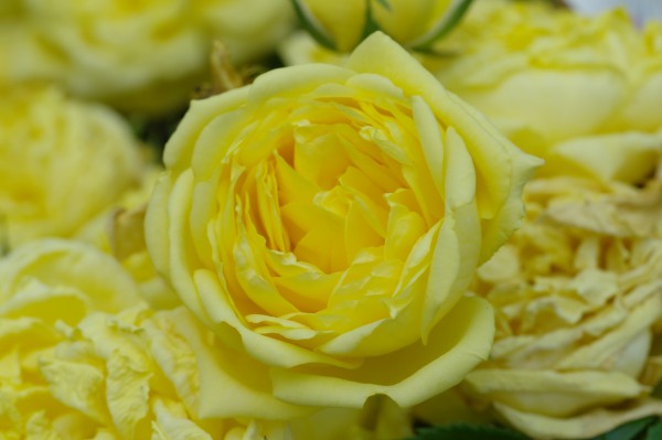 Beetrose 'Yellow Meilove'® ADR-Rose - Rosa (C3)