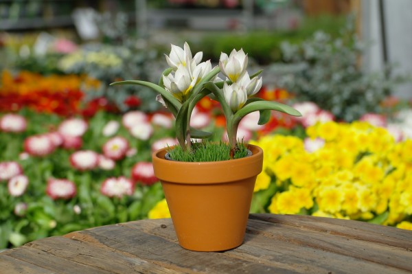 Wildtulpe weiß - Tulipa sylvestris (9cm Topf, 20-30cm Höhe inkl. Kulturtopf)