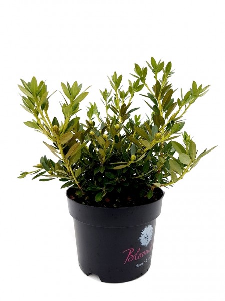 Bloombux® Pink - Rhododendron micranthum (C2, 25-35cm Höhe inkl. Kulturtopf)