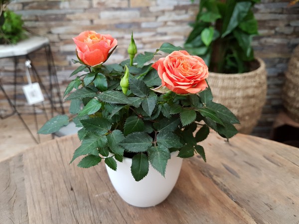 Topfrose orange - Rosa (Minipflanze, 6cm Topf)
