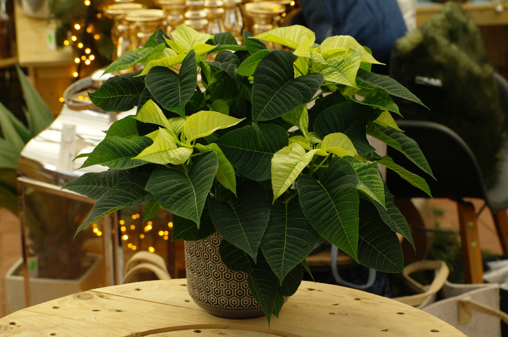 Weihnachtsstern Creme Weiß Euphorbia Pulch 12cm Topf 35 45cm