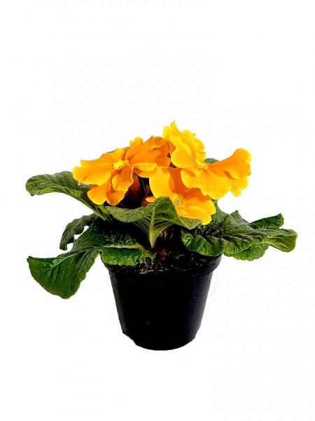 Primel 'Orange' (Stängellose Schlüsselblume) - Primula vulgaris (10cm Topf)