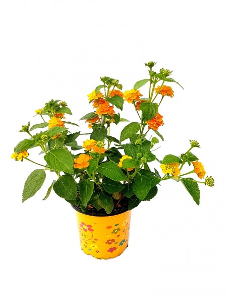Wandelröschen gelb-orange - Lantana camara (12cm Topf, Bu, 25-35cm Höhe inkl. Kulturtopf)