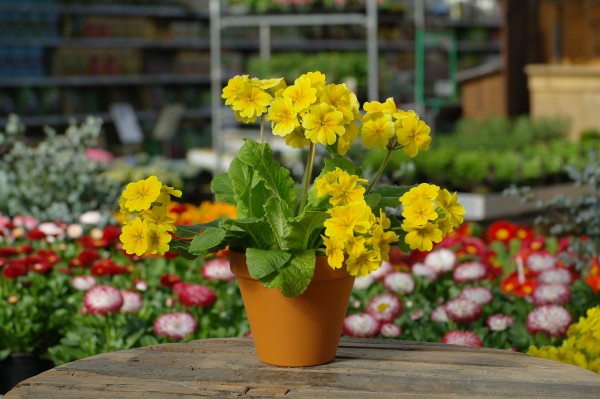Stängel-Primel gelb - Primula elatior (10cm Topf, 20-40cm Höhe inkl. Kulturtopf)
