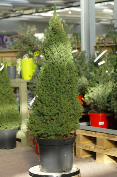 Zuckerhut-Fichte 'Conica Perfecta' - Picea glauca (C12, 80-100cm, topfgew.)