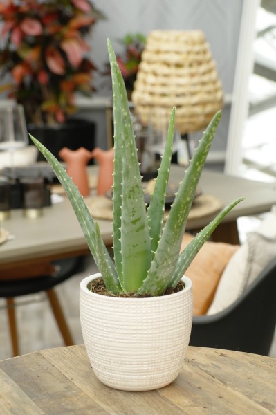 Aloe - Aloe vera (12cm Topf, 30-40cm Höhe inkl. Kulturtopf)